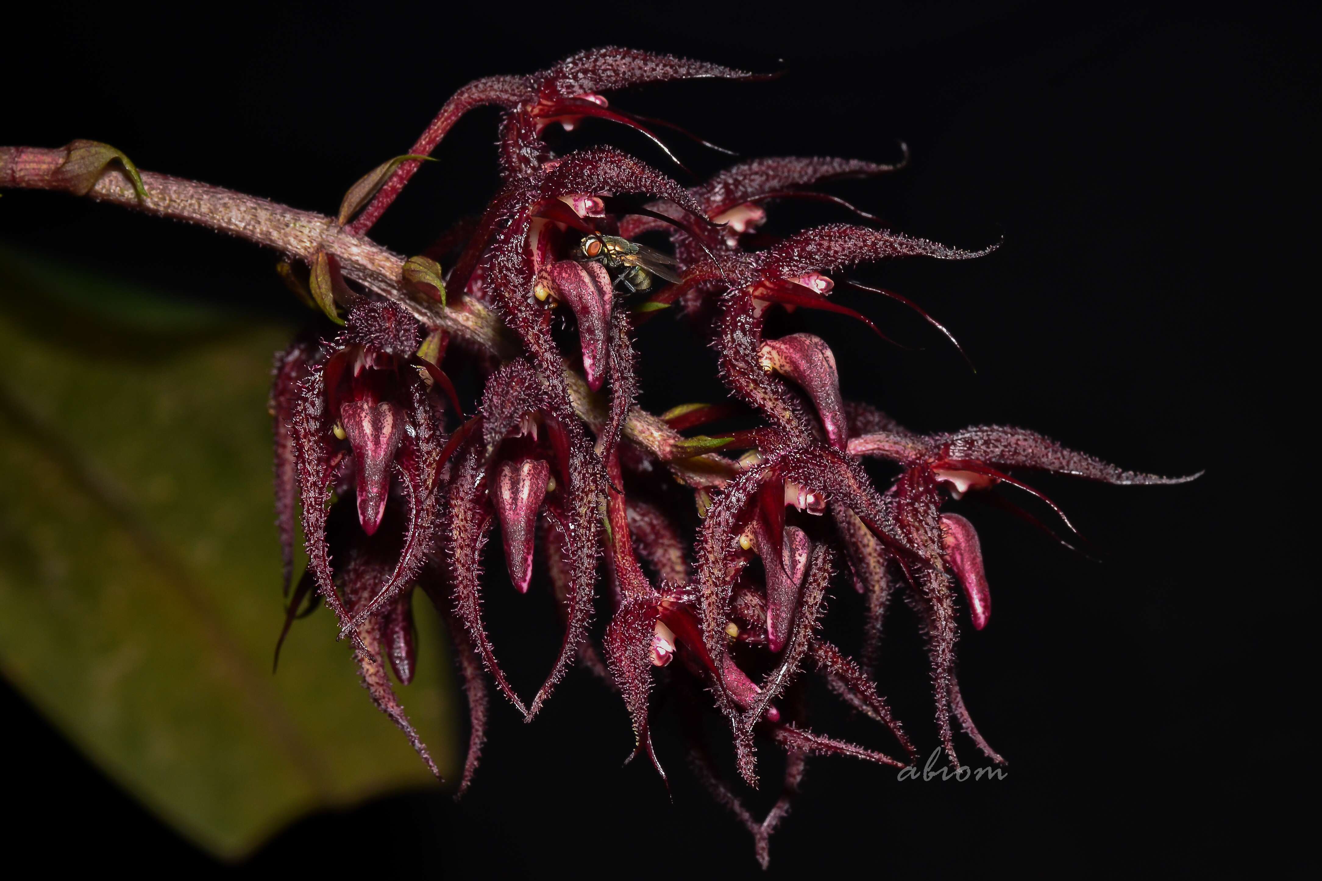 Image of Bulbophyllum lasianthum Lindl.