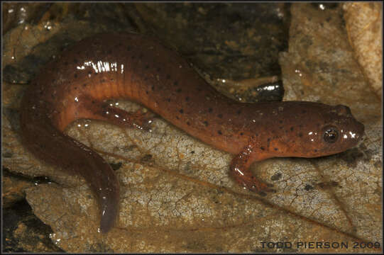 Image of Eastern Mud Salamander