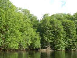 Image of Rhizophora racemosa G. F. W. Meyer