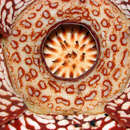 Image of Rafflesia pricei W. Meijer