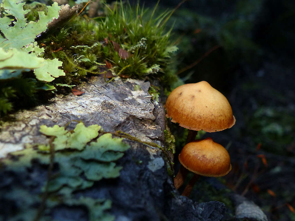 Image of Galerina