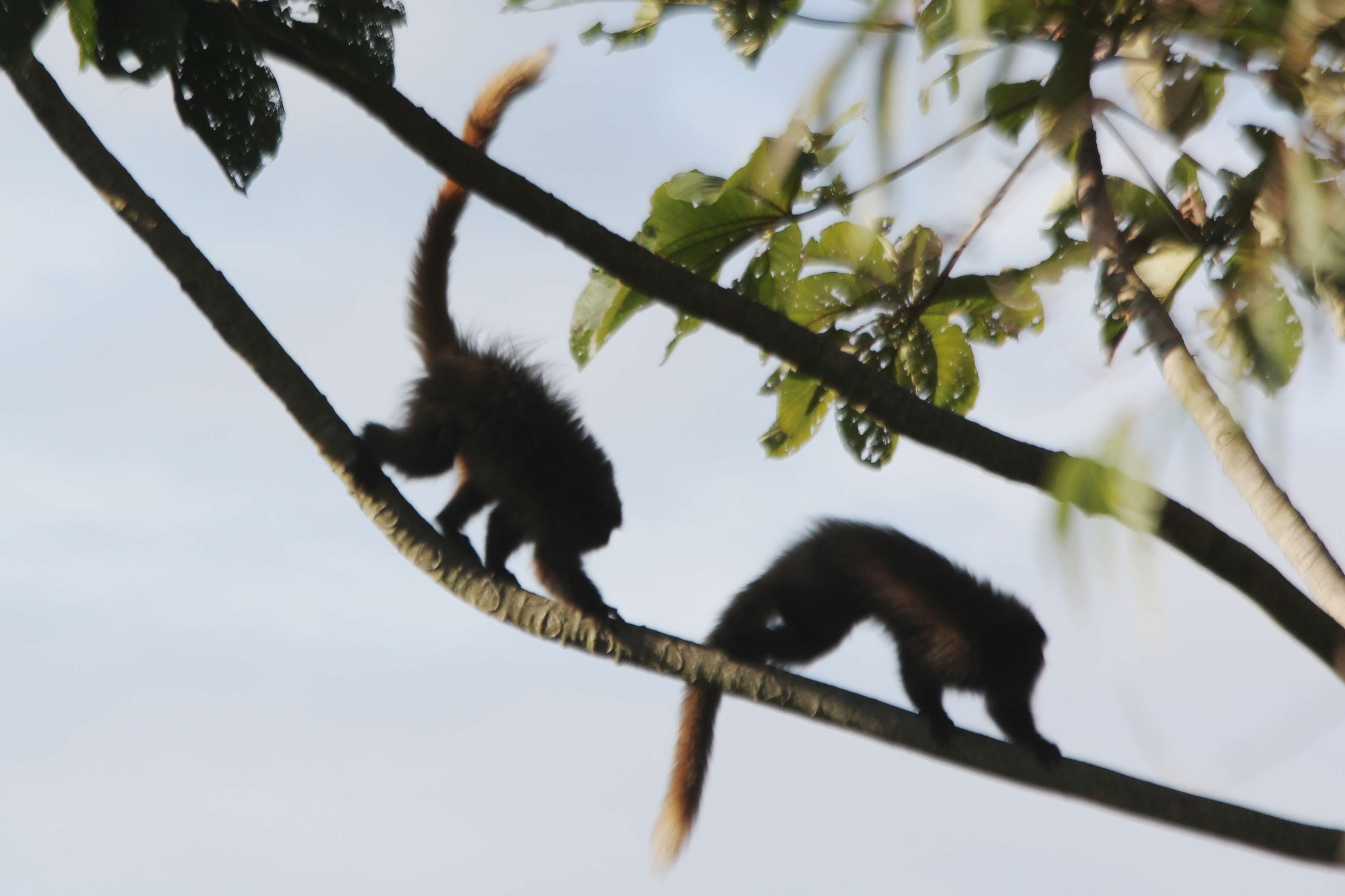 Image of Black-fronted Titi Monkey