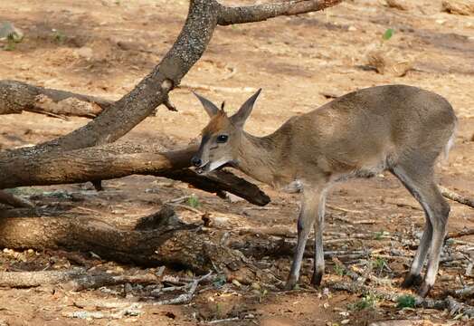 Image of Common Duiker