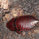 Image of Florida Woods Cockroach