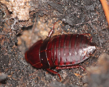 Image of Florida Woods Cockroach