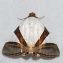 Sivun Eulepidotis dominicata Guenée 1852 kuva