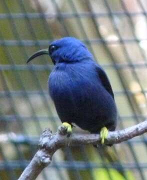 Image of Purple Honeycreeper