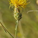 Image of <i>Centaurea <i>ornata</i></i> ssp. ornata