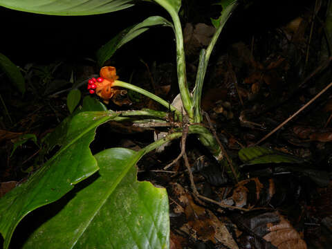 Image of Dieffenbachia concinna Croat & Grayum