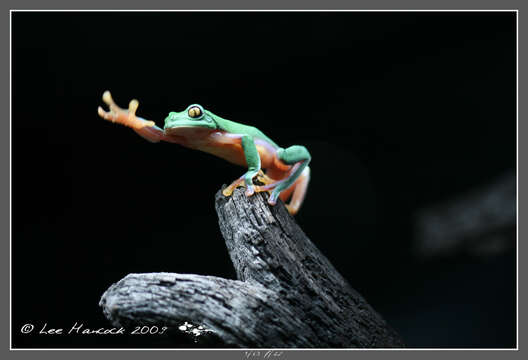 Image of Blue-sided Treefrog