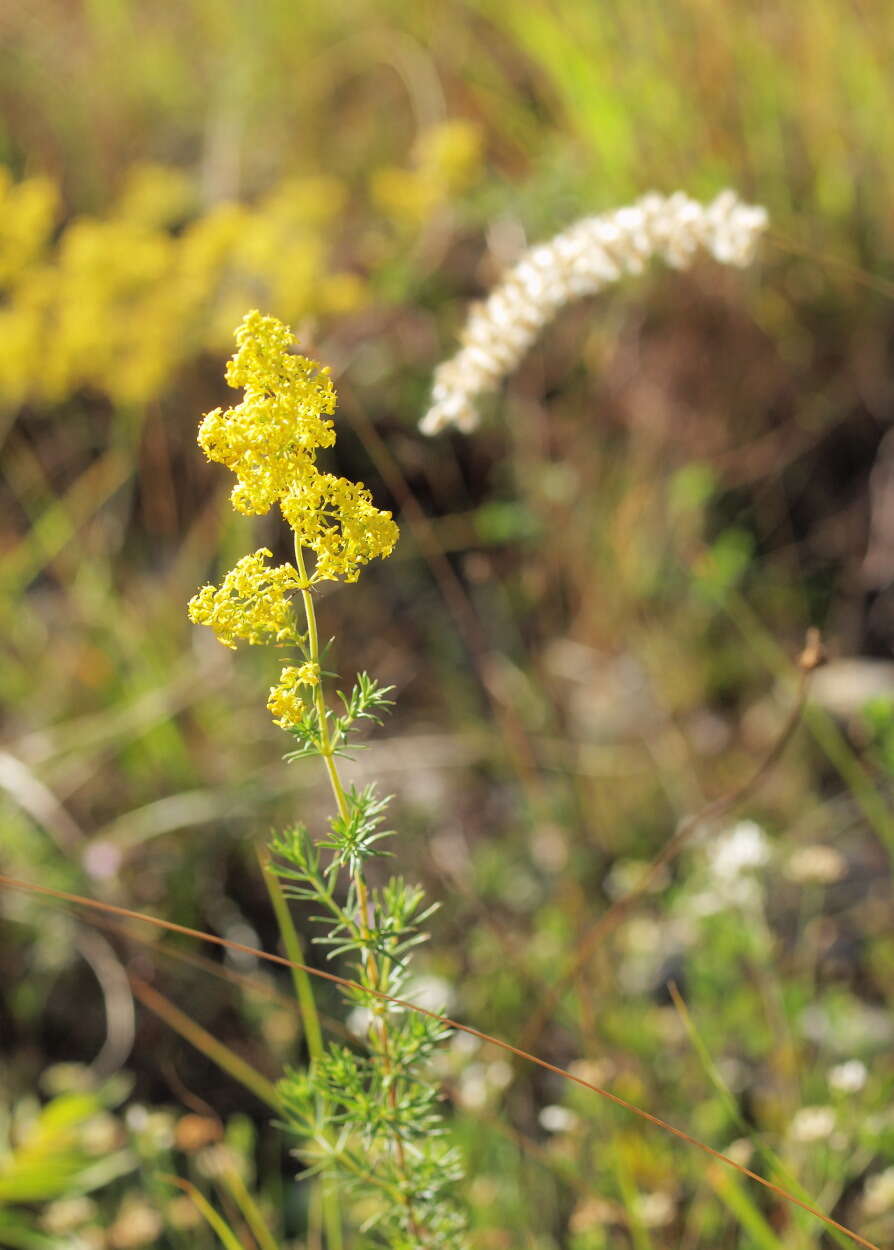 Image of Lady's Bedstraw