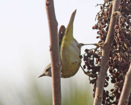 Image of Orange-crowned Warbler