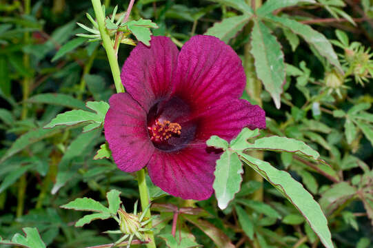 Image of monarch rosemallow