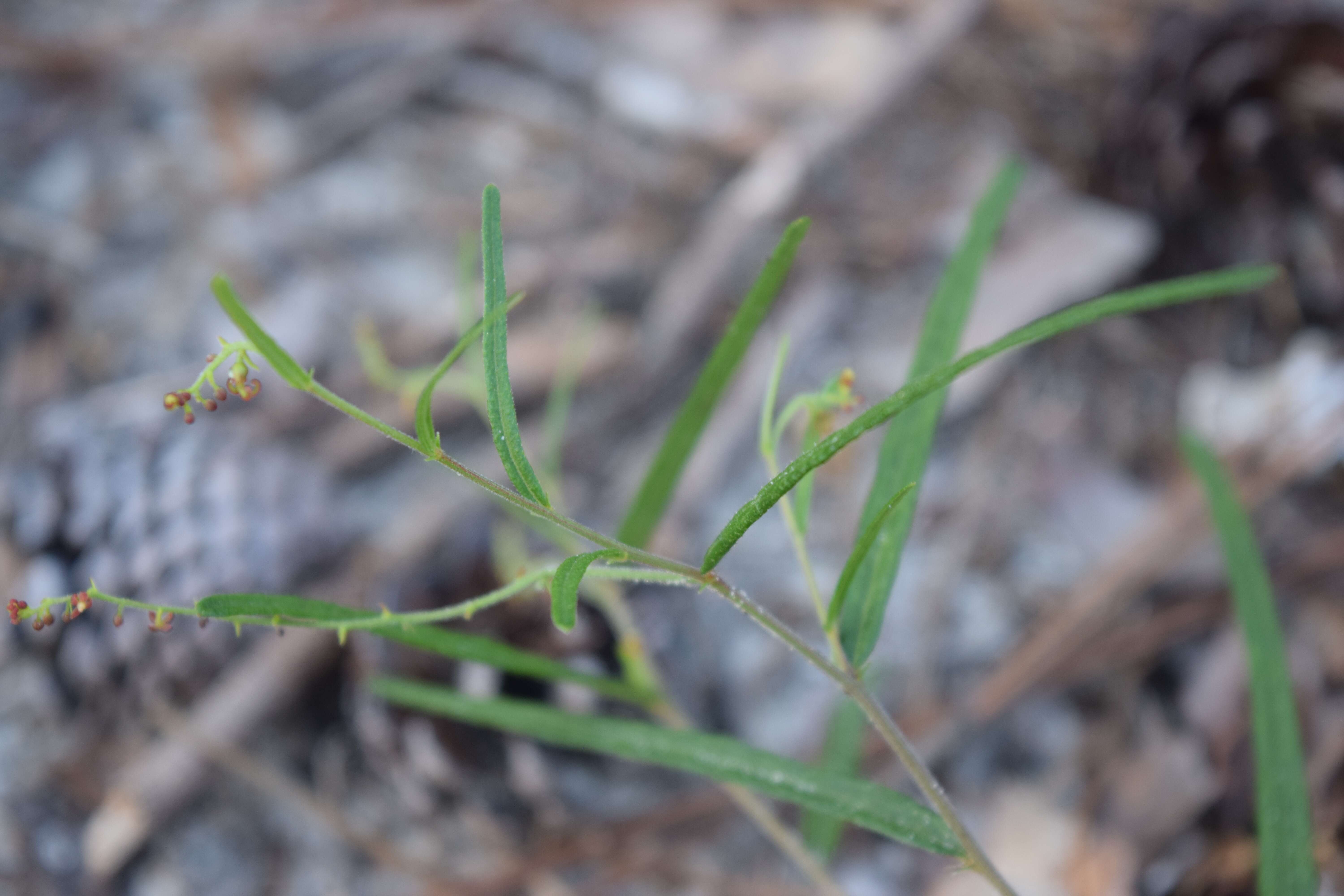 Image of wavyleaf noseburn