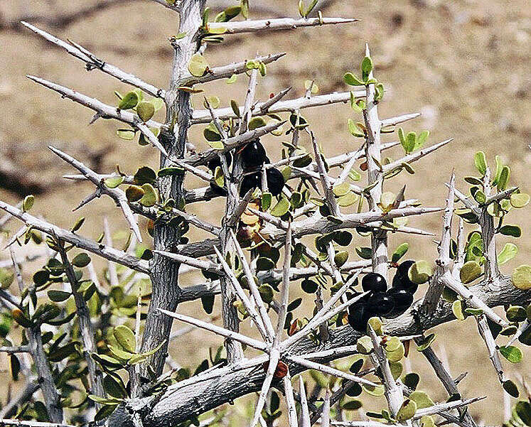 Image de Schinus johnstonii F. A. Barkley