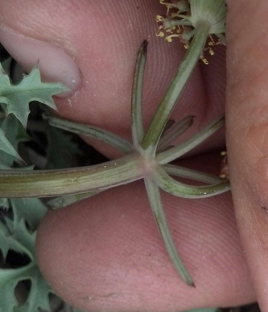 Imagem de Lomatium