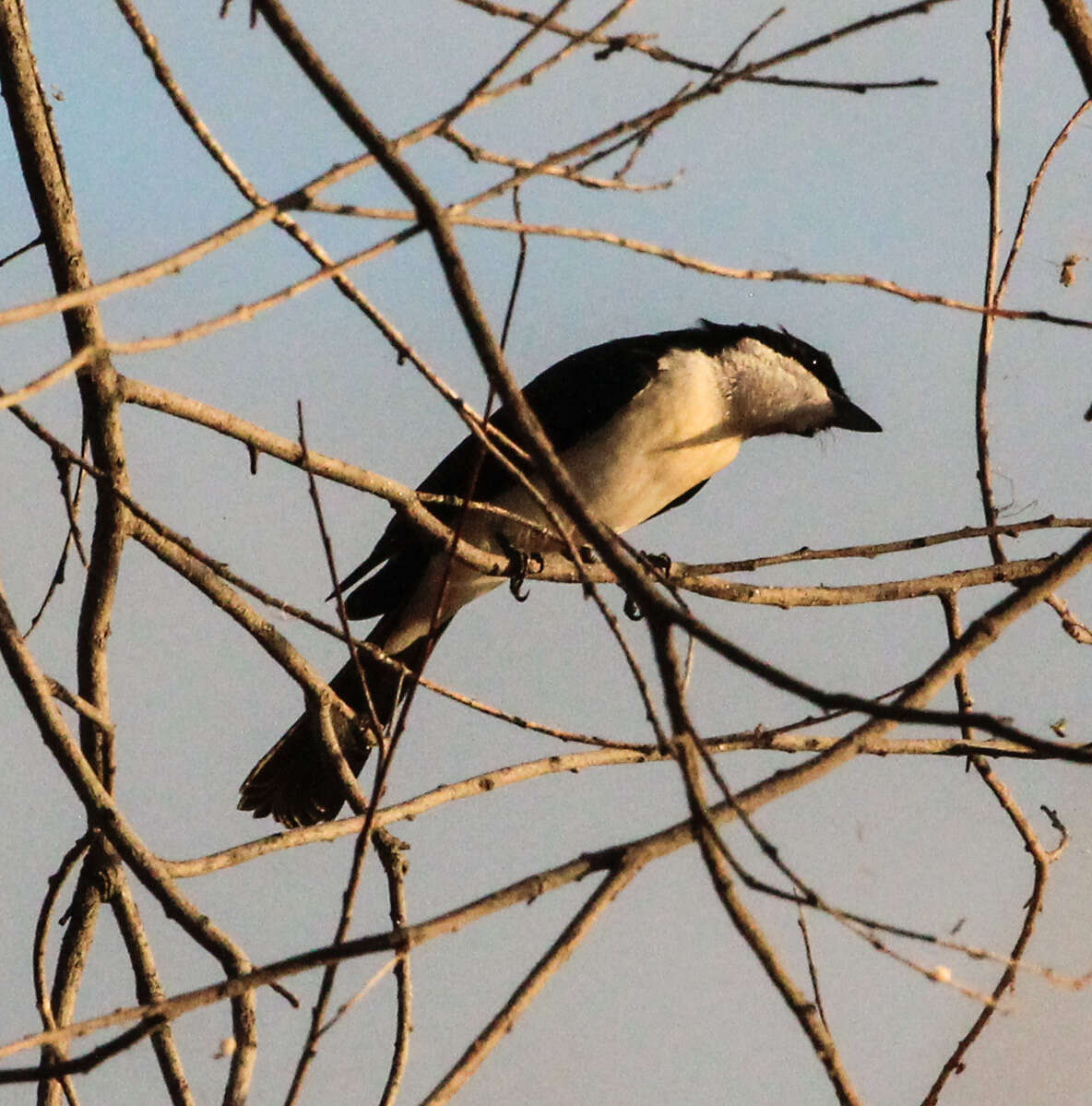 Image of Restless Flycatcher