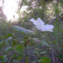 Sivun Rubus neomexicanus A. Gray kuva