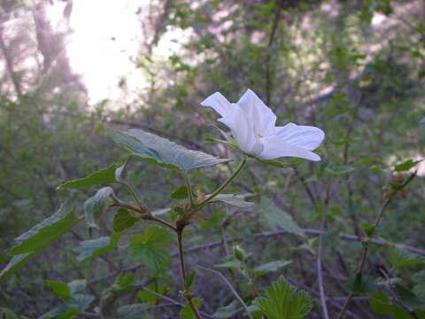 Image de Rubus neomexicanus A. Gray