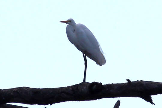 Image of Intermediate Egret