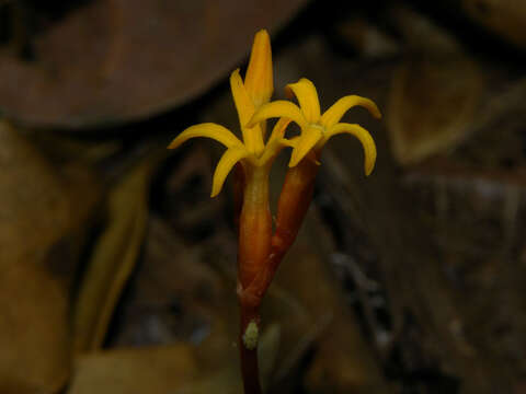 Image de Voyria kupperi (Suessenguth) P. Ruyters & P. J. M. Maas