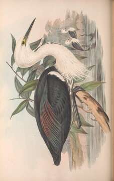 Image of Pacific Heron