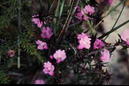 Image of Hemiandra pungens R. Br.