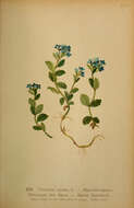 Image of alpine speedwell