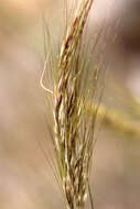 Image of Austrostipa pubinodis (Trin. & Rupr.) S. W. L. Jacobs & J. Everett