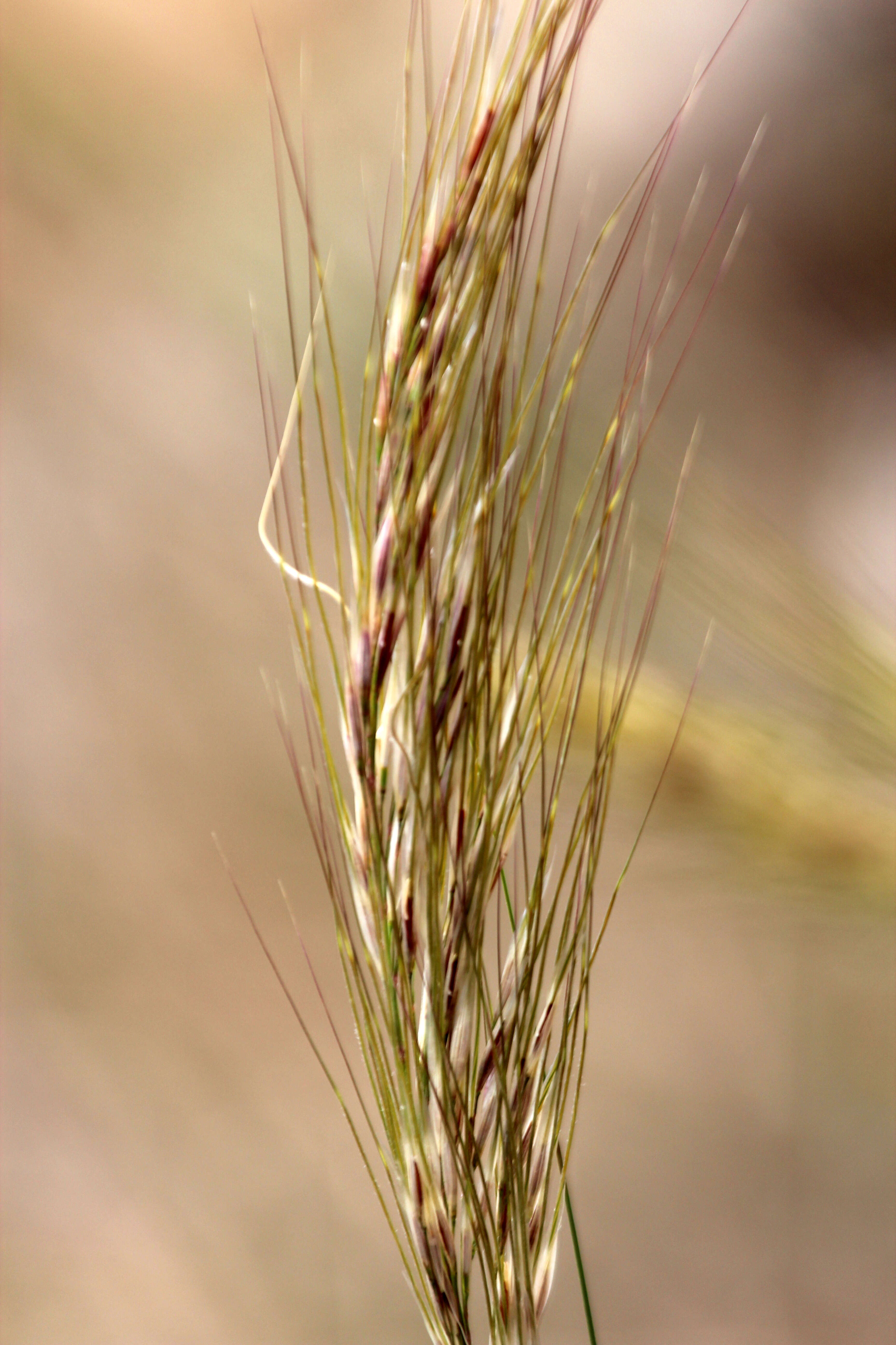 Image of Austrostipa pubinodis (Trin. & Rupr.) S. W. L. Jacobs & J. Everett