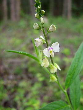 Image of Asemeia ovata (Poir.) J. F. B. Pastore & J. R. Abbott