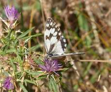 Image of Melanargia