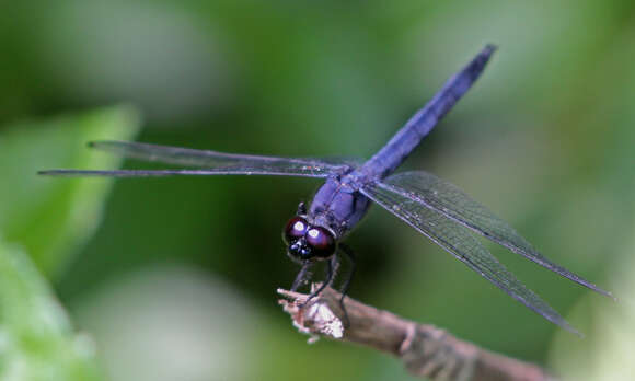 Libellula Linnaeus 1758 resmi