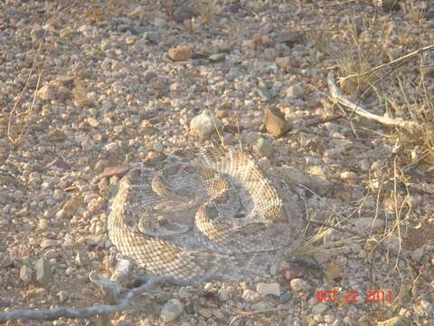 Image of Western Diamond-backed Rattlesnake