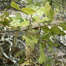 Plancia ëd Quercus marilandica (L.) Münchh.