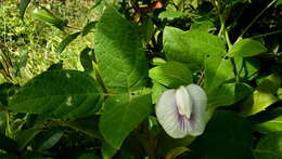 Image of butterfly pea