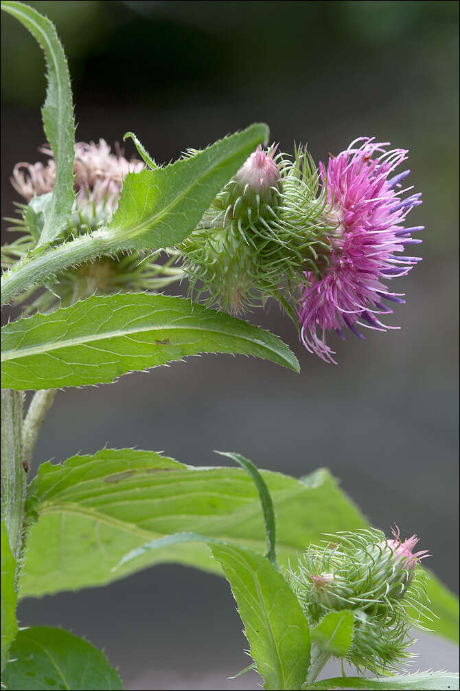 Image of plumeless thistle