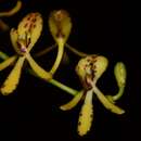 Image of Renanthera histrionica Rchb. fil.