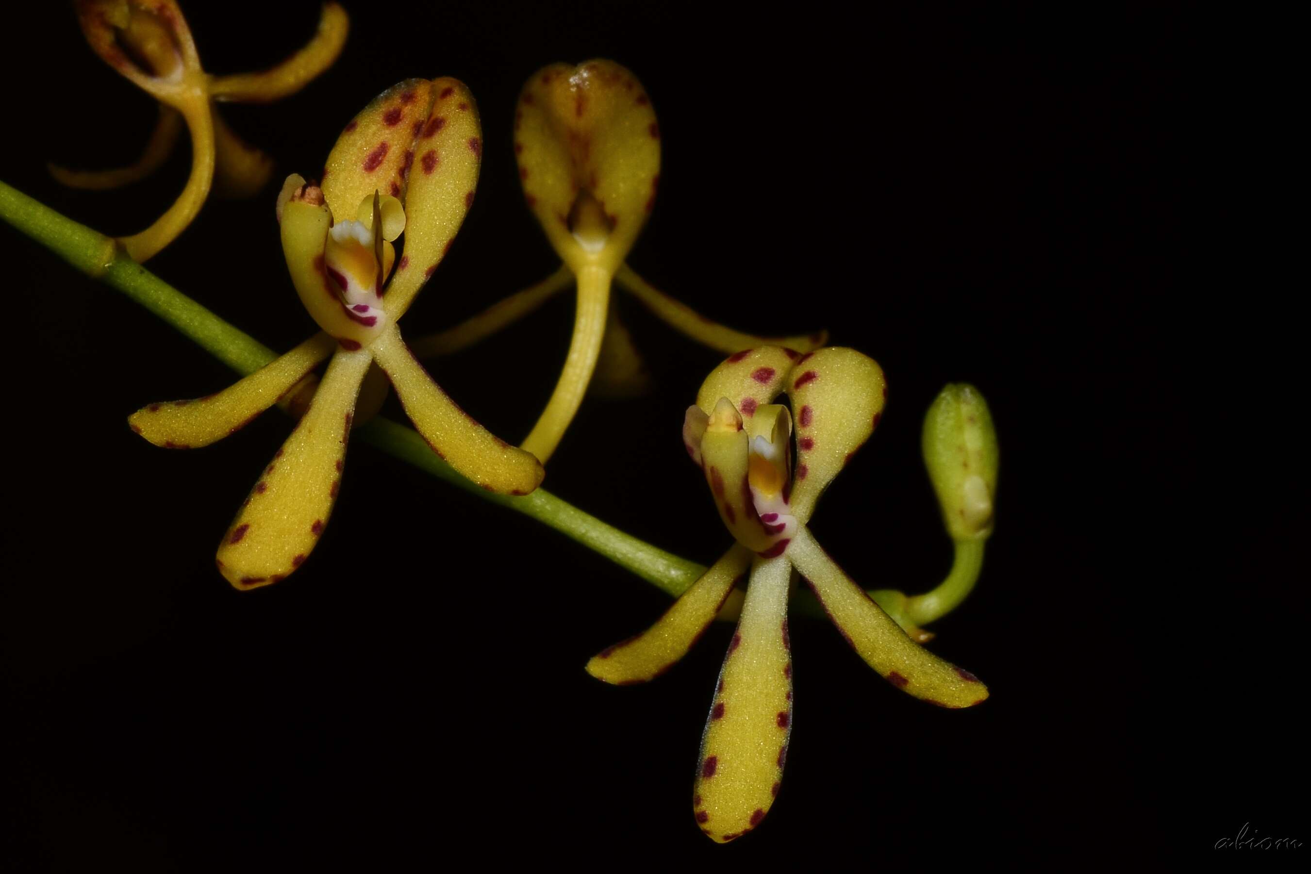 Image of renanthera