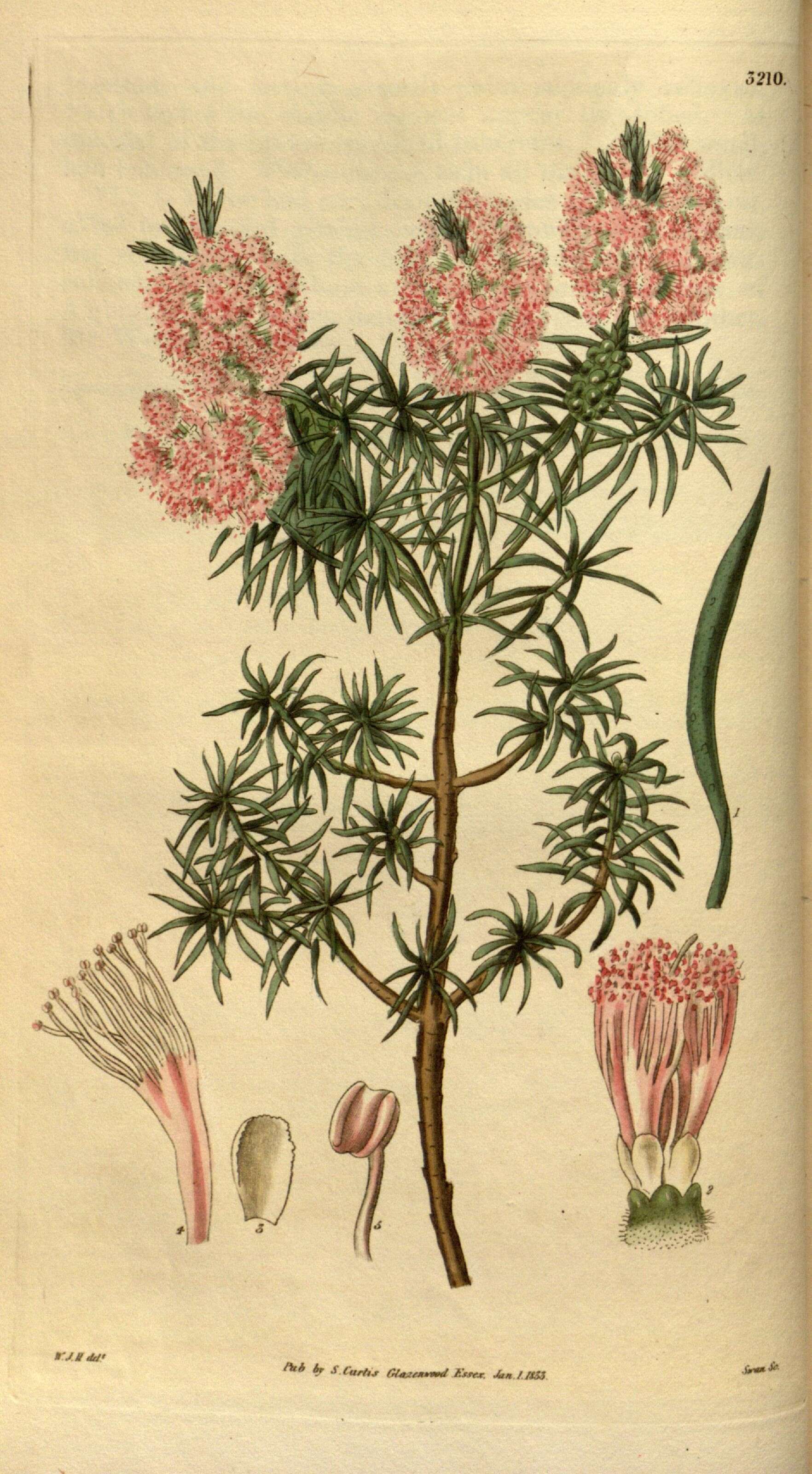 Image of Melaleuca diosmatifolia Dum.-Cours.