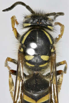 Image of Yellowjackets