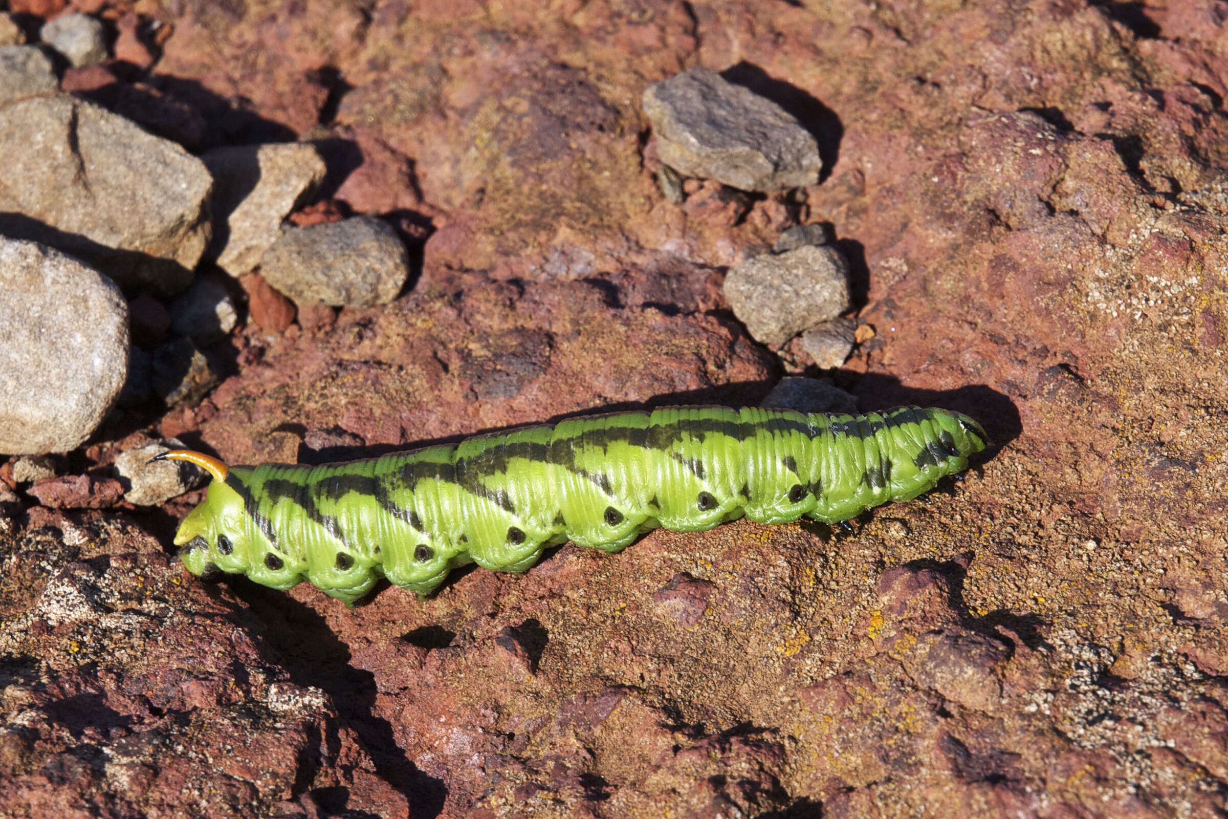 Image of Acherontiina