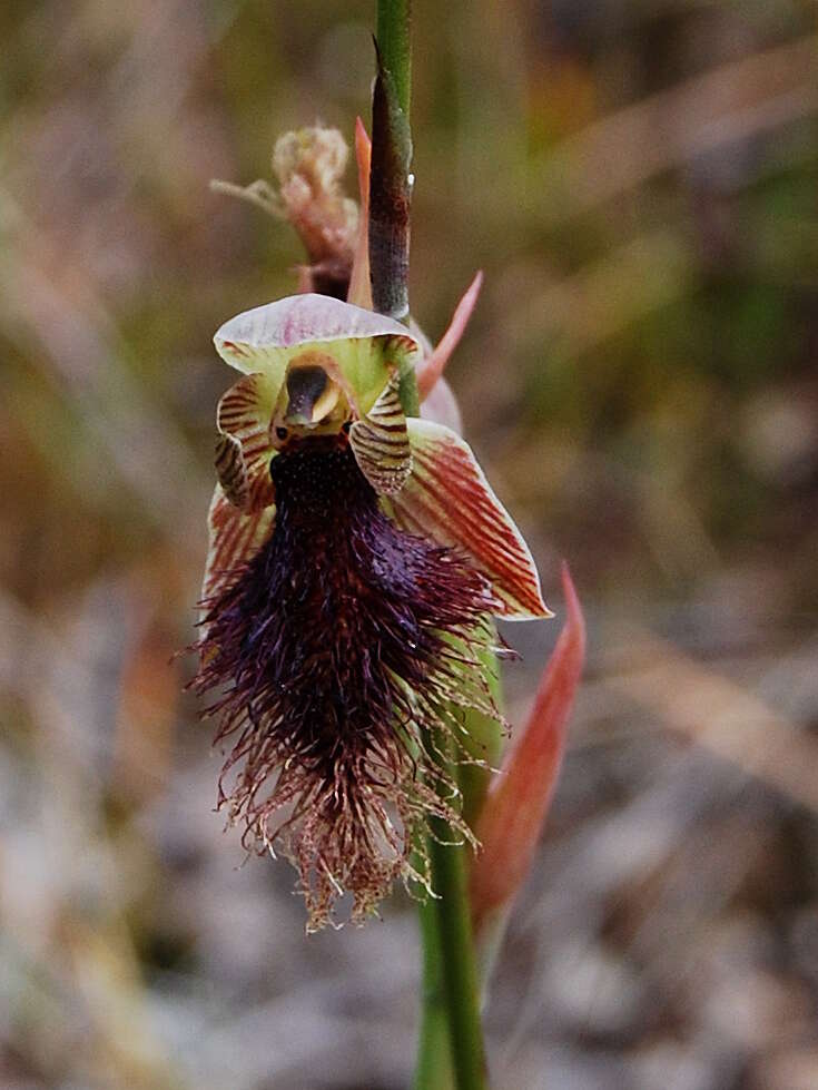 Imagem de Calochilus platychilus D. L. Jones