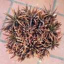 Sivun Haworthia angustifolia Haw. kuva