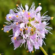 Image of Feay's prairie clover