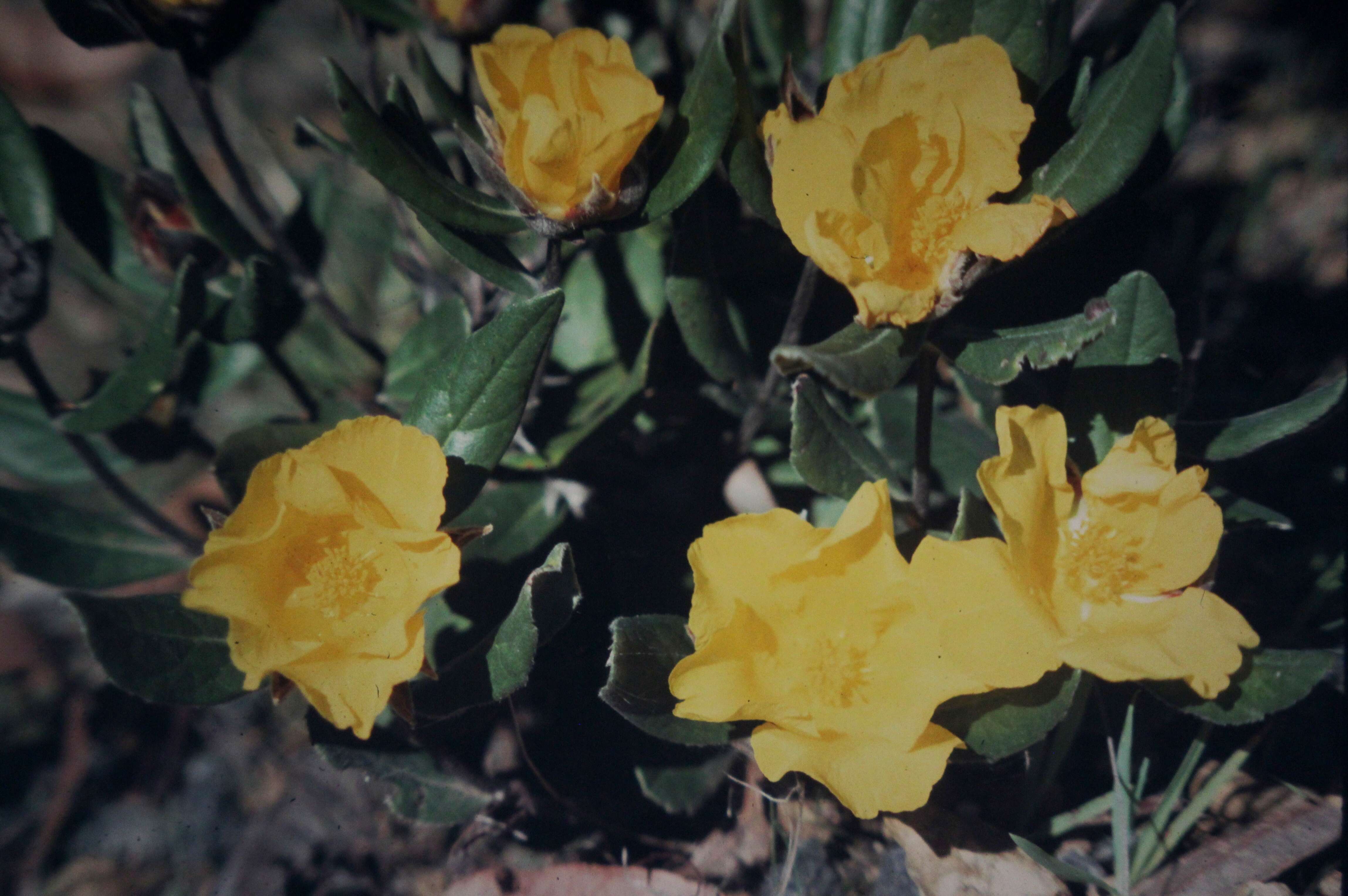 Image of Hibbertia montana Steud.