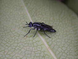 Image of Therevidae