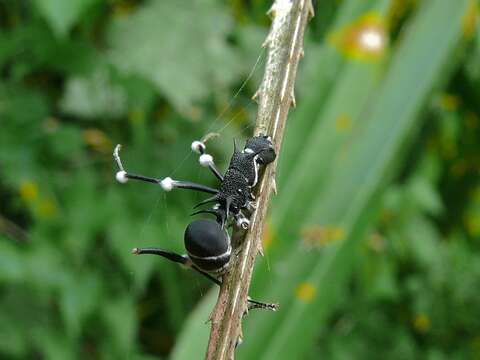 Image de Polyrhachis armata (Le Guillou 1842)