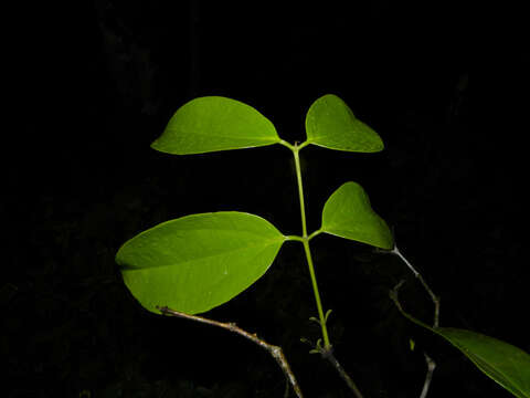 Image of Strychnos peckii B. L. Robinson