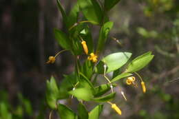 Image of Persoonia oblongata A. Cunn. ex R. Br.